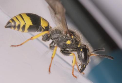 Ancistrocerus nigricornis